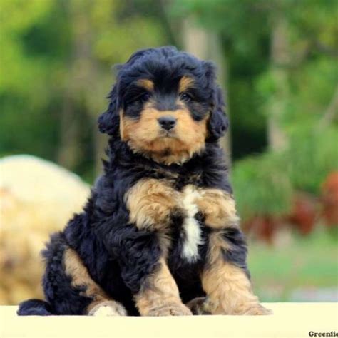 Bernedoodle Greenfield Puppies
